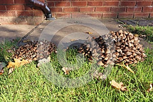 A clump of brown toadstools growing in a garden in autumn
