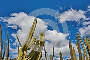 A clump of cacti against a backdrop of a blue sky with clouds