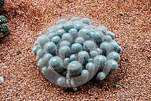 Clump of cactus