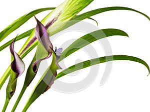 Clump of Calla Lily purple and pink flowers with group blue butterfly wings lively natural on white background