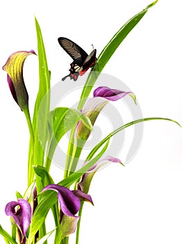 Clump of Calla Lily purple and pink flowers with group blue butterfly wings lively natural on white background