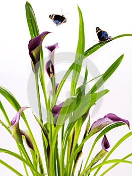 Clump of Calla Lily purple and pink flowers with group blue butterfly wings lively natural on white background