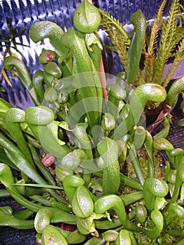 clump carnivorous plants