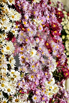 Clump of chrysanthemums