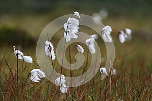 A clump of cotton grass blowing in the wind