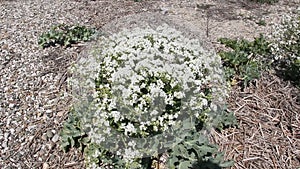 A clump of Crambe maritima, more commonly known as sea kale