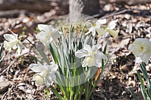 Clump of creamy white daffodils