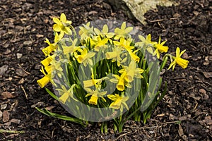 Clump of daffodils