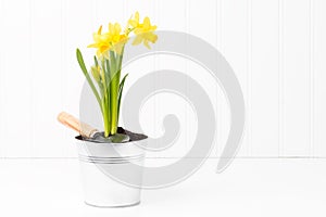Clump of Daffodils photo