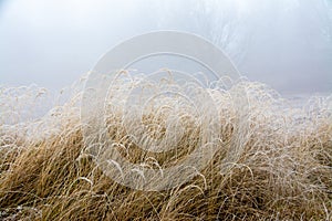 Clump of dry, frozen tall grass