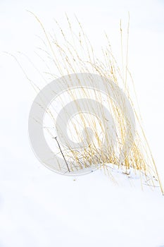Clump of dry grass in snow
