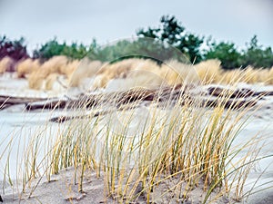 Clump of dune grass photo