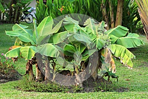Dwarf banana tree photo