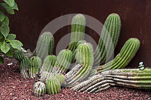 Clump of euphorbia cereiformis or milk barrel cactus