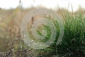 The clump of fine green grass Festuca ovina (sheep`s or sheep fescue) with shining water drops