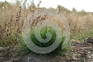 The clump of fine green grass Festuca ovina (sheep`s or sheep fescue) with shining water drops