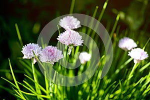 A clump of flowering chives in nature