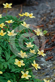 Clump of flowers Anemone ranunculoides on a rocky ground
