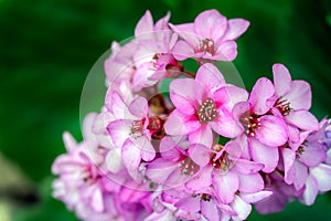 Clump forming pink Bergenia cordifolia