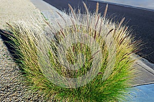 Clump of Fountain Grass (Pennisetum setaceum) in Winter