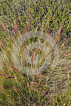 Clump of Fountain Grass (Pennisetum setaceum) in Winter