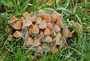 A group of Fungus growing through the grass in a field in the UK.