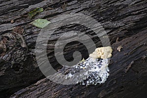 Clump of fungus and white residue