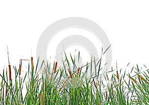 Clump of grass photo