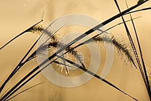 Clump of grass with droplets, silhouette picture