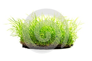Clump of grass isolated photo