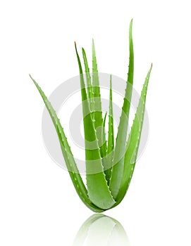 Clump of green aloe vera plant on white photo