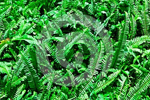 The clump of the green fern photo
