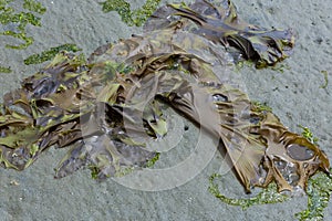 Clump of Greenish-Brown Seaweed on Sand