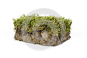 Clump of ground photographed in studio