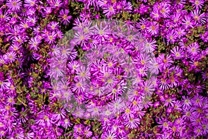 A clump of Hardy iceplant flowers and buds