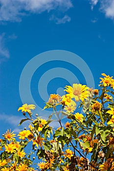 Clump Maxican Sunflower Weed with bluesky