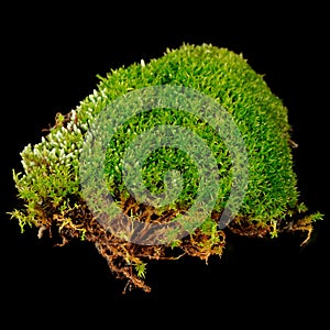 Clump of Moss Close-Up on Black Background