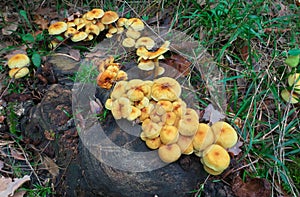 Clump Of Mushrooms On Dead Wood