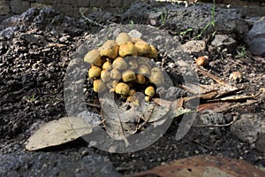 Clump Of Mushrooms On volcanic land