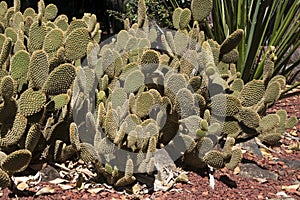 Clump of opuntia rufida cactus with new growth in rock garden