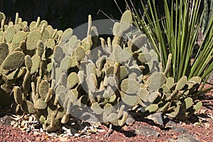 Clump of opuntia rufida cactus in rock garden