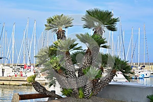 Clump of palm trees at the ship's port of Santo Stefano al Mare