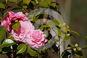 Grupo de rosa camelias 