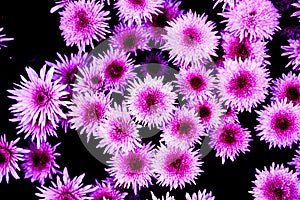 Pink Chrysanthemum