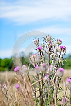 A clump of pink wildflowers are isolated in an image of a pasture