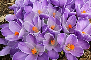 Grupo de púrpura azafrán flores 