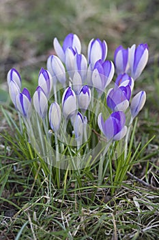 Clump of Purple Crocus naturalised in a garden lawn photo