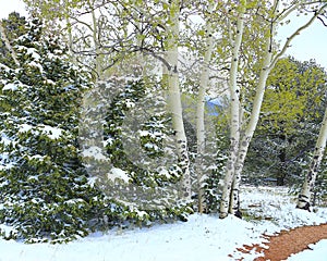 Clump of Quaking Aspen