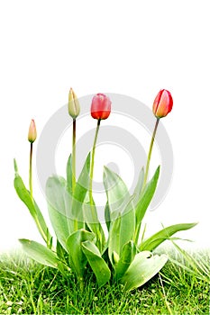 Grupo tulipanes 