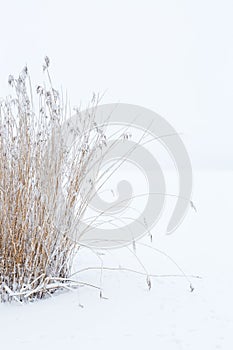 Clump of reeds